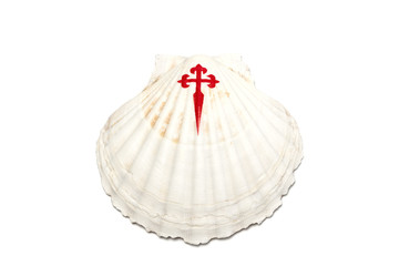 Shell isolated on white background. Pilgrims camino scallop shell. The symbol of the pilgrimage journey to Santiago de Compostela.