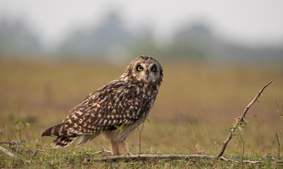Short-eared owl closeup shot looking at the camera
