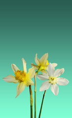 simple design three white daffodils on a greenish background trend color 2020 post card