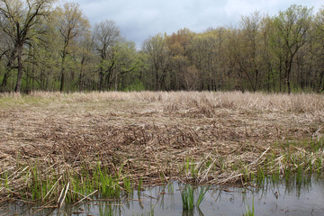 Vernal pool with mostly brown leaves in early spring at Somme Woods in Northbrook, Illinois