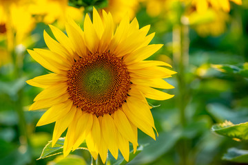 Beautiful sunflowers field