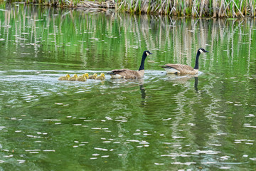 A family of Canadian geese in a marsh or pond.