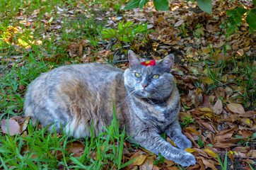 Obraz premium cat in the garden