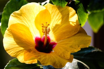 gelbe Blüte von Hibiscus © Manfred Richter