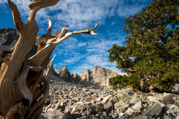 Two bristlecone pine trees (the oldest single living organisms on earth) frame Wheeler Peak in Great Basin National Park, Nevada.