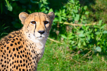 Al Ain Zoo Animals