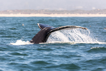 Obraz premium Humpback Whale