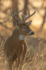 Whitetail Deer Duck in Colorado in Fall