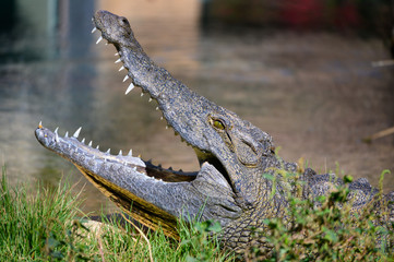 Al Ain Zoo Animals