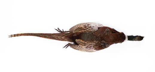 dead pheasant - hunter trophy isolated on white background