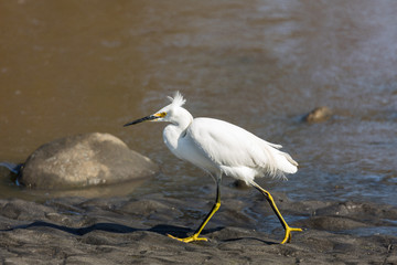Great Egret
