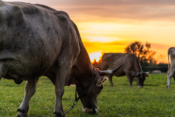 Fototapeta na wymiar Zwei Kühe auf der Weide bei Sonnenuntergang