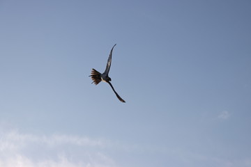 Falke im Flug 