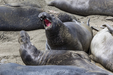 Elephant Seals Big Sur California