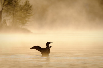 Silhouette of a Common Loon on the lake during a misty morning.
