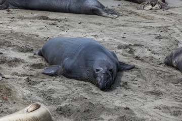 Elephant Seals Big Sur California