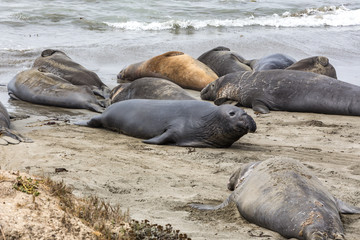 Elephant Seals Big Sur California