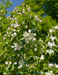 Apple blossom in spring. White Flowers