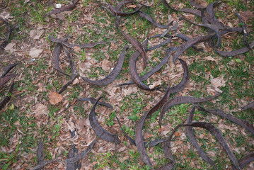 Gleditsia triacanthos inermis