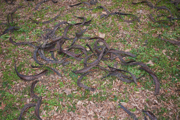 Gleditsia triacanthos inermis