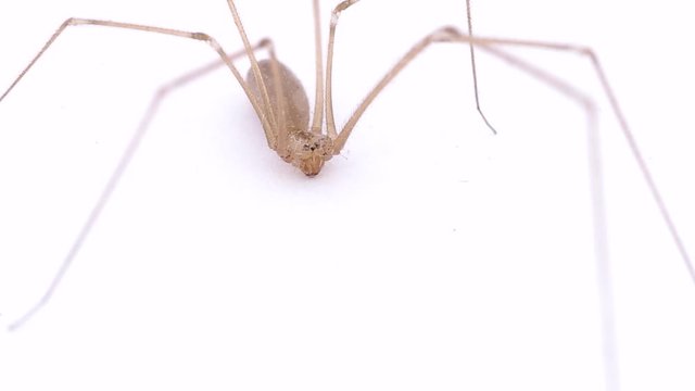 Spider with long legs on a white background