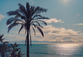 Fototapeta na wymiar Idyllic scenery tropical landscape silhouette of lush palm tree leaves glowing sun over shiny calm smooth Mediterranean Sea waters. Beach at Benalmádena spanish resort town, Málaga, Andalusia, Spain