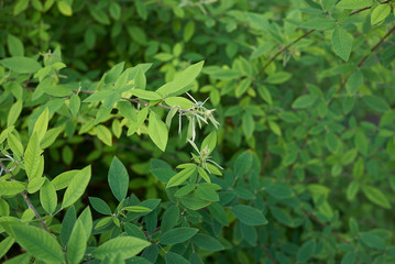 Lespedeza bicolor