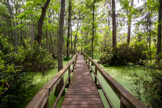 A wooden walkway leads through the forest and the fresh water wetlands of Whooping Crane Conservancy on Hilton Head Island, South Carolina. The conservancy is 137 acres and located within Hilton Head Plantation.
