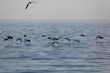 Fototapeta na wymiar Aves sobre el mar
