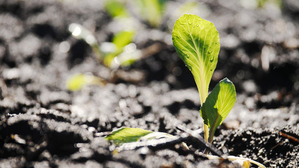 The green shoots of the seedlings emerge from the soil.