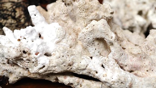 Dead White Coral Stones. Calcic skeleton of reef polyps