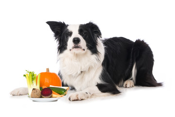 Young border collie dog lying with a plate of raw vegetables isolated on white background