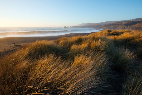 Sea grass blows in the wind on the dunes at Goat Rock State Beach on the Sonoma Coast at sunset near Jenner, CA.