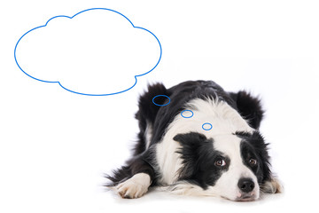 Young border collie dog with though bubble isolated on white background