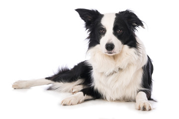 Border collie dog isolated on white background - 319518143
