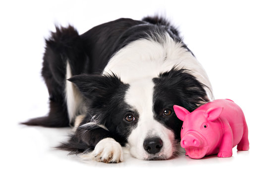 Young border collie dog lying with a toy isolated on white background