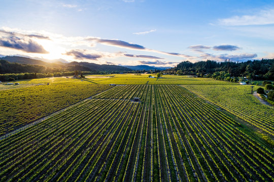 An aerial shot overlooking vineyards in Dry Creek Valley in Sonoma Wine Country at sunset near Healdsburg, California.