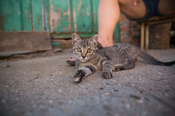 tabby kitten with human leg