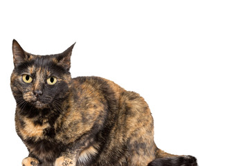 tortoiseshell cat - Powered by Adobe