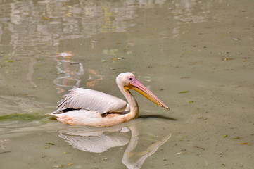 Pelican swims on the river.