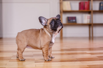 French bulldog puppies standing on the floor of the house