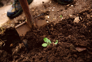 Man digging up vegetables on a garden, his legs and a spade in focus