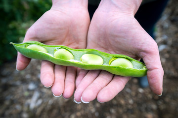 A woman holds an open pod of fava beans (broad beans) in her hand at the organic garden in the Alexander Valley appellation of the Sonoma Wine Country in the Spring near Healdsburg, CA.