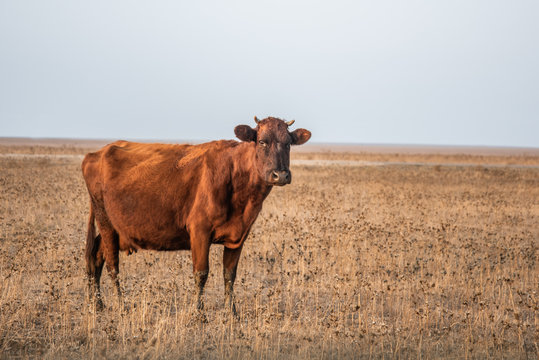 cow and calve in rustic thistle feild setting australia