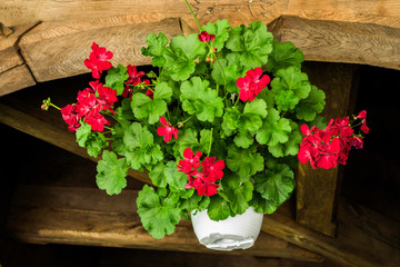 Geranium, pot with bushes of blooming red plants. 