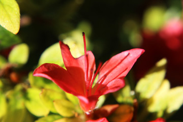 red flower