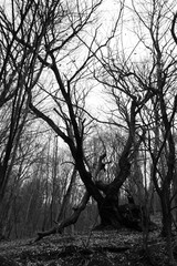 Black and white picture of an old tree on a forest hill