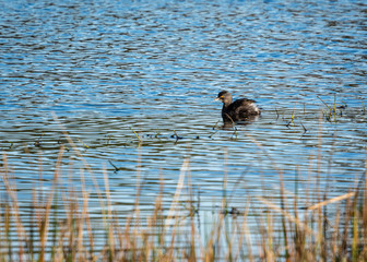 Least Grebe in the pond along the nature trail in Pearland!