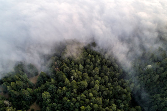 Aerial view of trees covered with fog in Sonoma Coast State Park