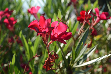 Obraz premium Close up of a beautiful blooming Oleander.